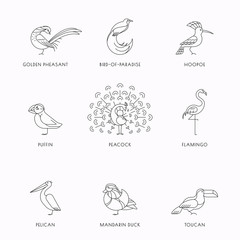 Birds set icon