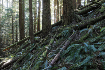 Mount Rainier National Park, WA, USA. 