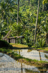 Fototapeta na wymiar rizières en terrasse