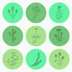 Medicinal herbs icons set