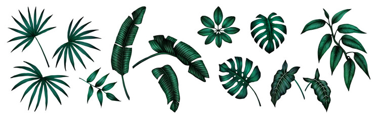 Dark green tropical leaves. Tropical leaves Clipart collection. Monstera leaves, palm leaves, banana leaves. Isolated on white background.