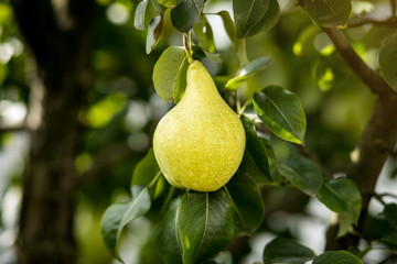 Tasty young healthy organic juicy pears hanging on a branch