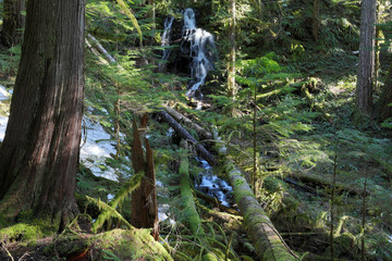 Mount Rainier National Park, WA, USA. 