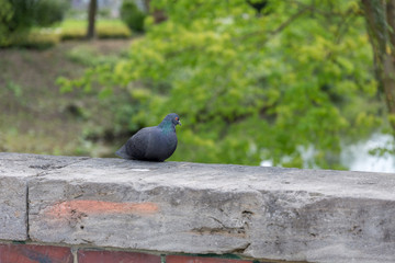 Obraz premium Pigeon on stone wall
