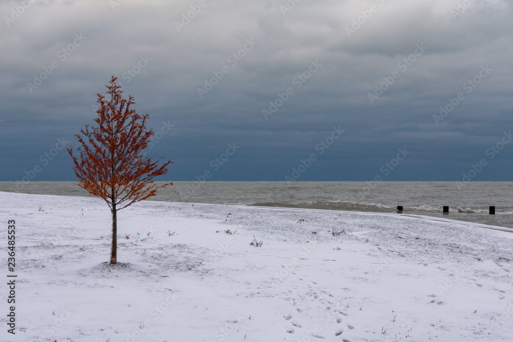 Wall mural Single Autumn Tree with Snow and Lake Michigan in Chicago