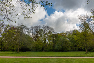 Green field, trees and sky