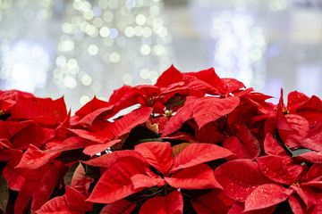 Red poinsettia flowers with white Christmas lights in background