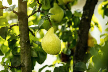 Tasty young healthy organic juicy pears hanging on a branch