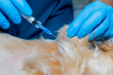 Veterinary doctor administering a vaccine to a dog - Powered by Adobe