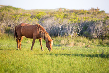 Fototapeta premium A wild pony (Equus caballus) grazing at Assateague Island National Seashore, Maryland
