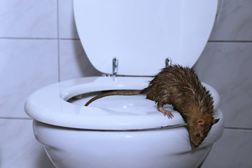 Eine Ratte kommt aus der Toilette ins Badezimmer, Nachtszene mit blauem Licht