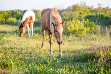 Obraz na płótnie Canvas A pair of wild ponies (Equus caballus) at Assateague Island National Seashore, Maryland