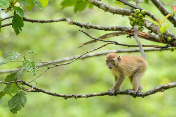 Long-tailed Macaque - Macaca fascicularis, common monkey from Southeast Asia forests, woodlands and gardens, Sumatra, Indonesia.