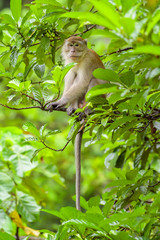 Long-tailed Macaque - Macaca fascicularis, common monkey from Southeast Asia forests, woodlands and gardens, Sumatra, Indonesia.