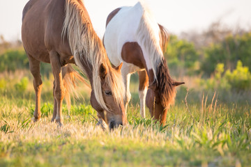 A pair of wild ponies (Equus caballus) grazing at Assateague Island National Seashore, Maryland