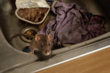 Eine wilde Ratte blickt den Betrachter aus der Spüle einer Küche an, bei Nacht