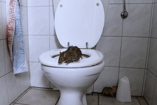 Wilde braune Ratten kommen aus der Toilette ins Badezimmer, Nachtszene