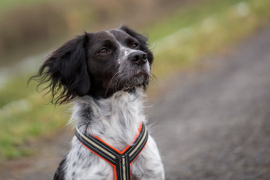 Outdoor portrait of a young black and white brittany spaniel