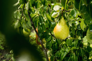 Tasty young healthy organic juicy pears hanging on a branch