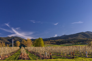 Fototapeta na wymiar Blooming Pear Orchard - Southern Oregon