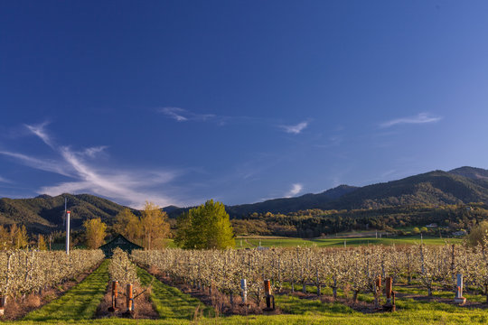 Blooming Pear Orchard - Southern Oregon