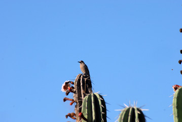 pajaro chito en pitayo