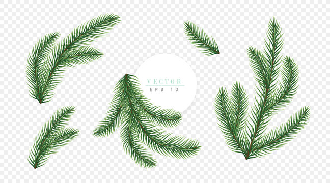 Realistic green Christmas tree branches isolated on transparent background, can be used for decoration of greeting cards, flyers and christmas posters. Vector illustration