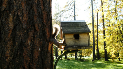 Squirrel down the tree and eat sunflower seeds on a wooden feeder in the park