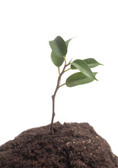 Tree growing in soil