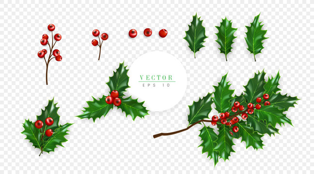 Holly berry symbol of Christmas isolated on transparent background, can be used for decoration of greeting cards, flyers, invitations and christmas posters. Vector illustration