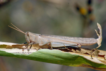 salatamontes, chapulin