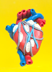 Fototapeta na wymiar Anatomy of Human Heart