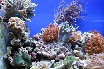 Fototapeta na wymiar Coral reef aquarium tank