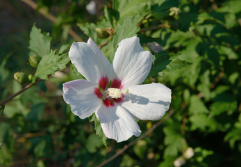 Close-up of bright white hibiscus flower in sunlight.