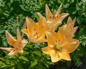Obraz premium Close-up group of bright yellow lilies on green background.