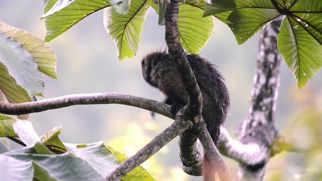 Masked titi or Atlantic titi (Callicebus personatus) rests on a branch in the tree. It itches and it goes away.