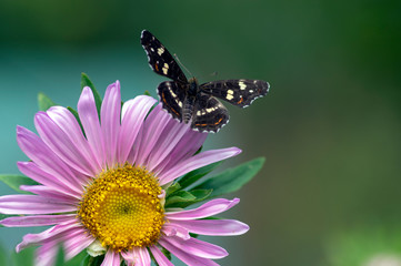 Araschnia levana on callistephus, chinensis in bloom, one flower and one dark butterfly