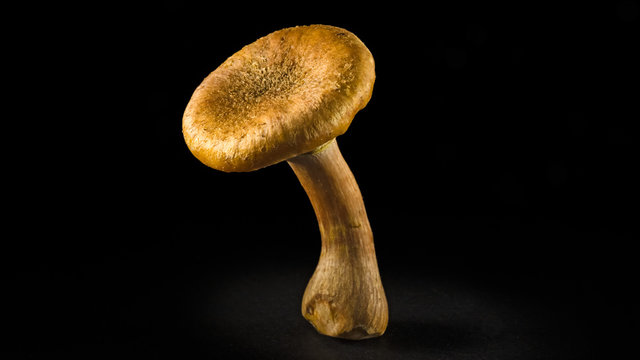 Some mushrooms of "Armillaria tabescens" also called good family, on a black background
