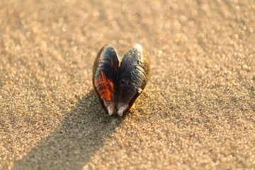 Miesmuschel am Strand