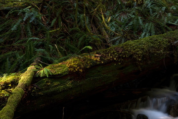 Naklejka na ściany i meble Mount Rainier National Park, WA, USA. 