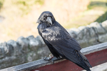 Large Raven on a Castle Bench