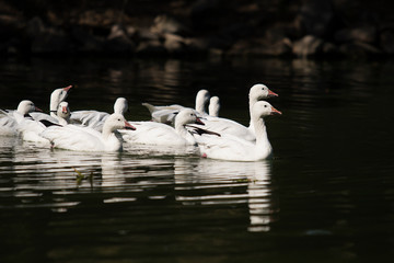 flock of ducks swimming in the water