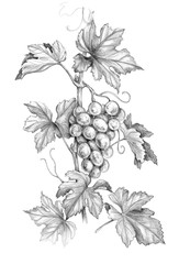 Grape Branch with Berries Pencil Drawing © val_iva