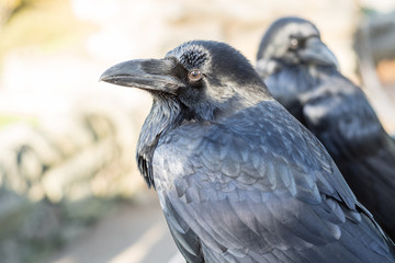 Pair of Large Ravens on a Castle Bench