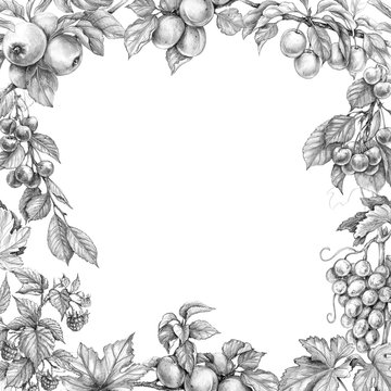 Fruit Square Frame Pencil Drawing