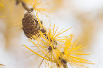 cone on autumn larch