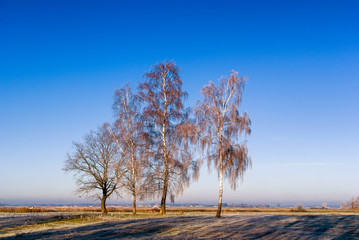 Słoneczny poranek z przymrozkiem i szronem, Podlasie, Polska © podlaski49
