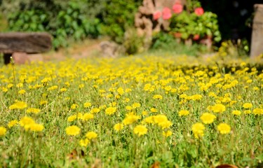 Springtime in the Catalan Countryside