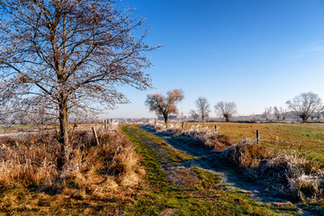 Obraz premium Słoneczny poranek z przymrozkiem i szronem, Podlasie, Polska