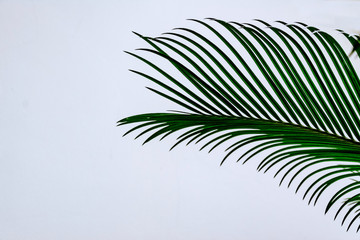 Fototapeta na wymiar green palm leaf on light background